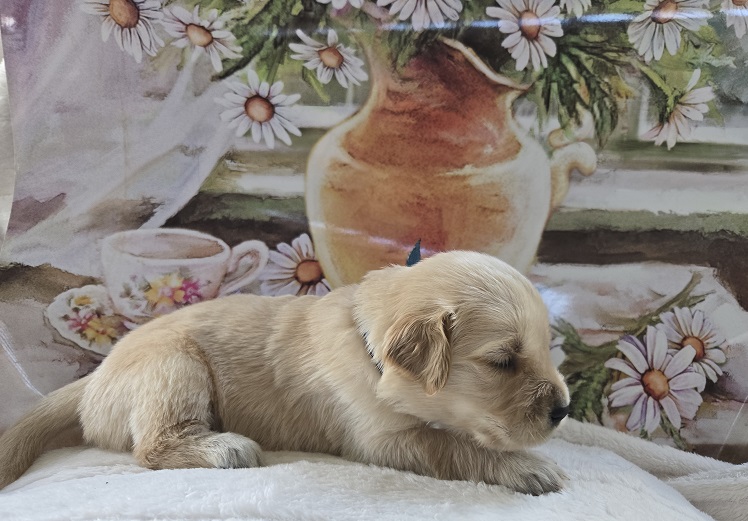 JASMINE 3 WEEK BLUE BEST
