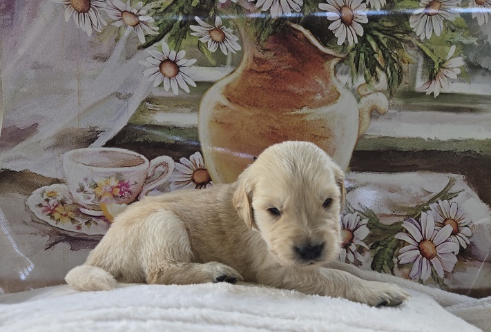 JASMINE 3 WEEK BURGANDY BEST
