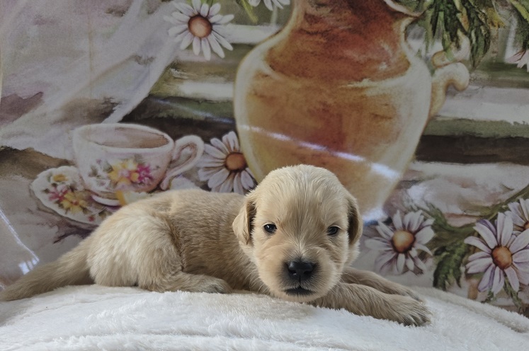 JASMINE 3 WEEK PINK BEST