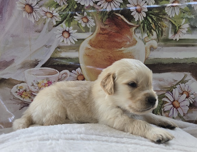 JASMINE 3 WEEK RED BEST