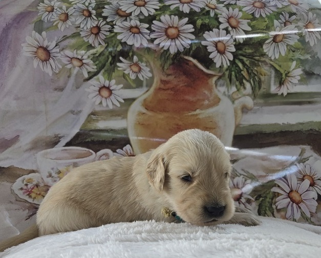 JASMINE 3 WEEK TEAL BEST