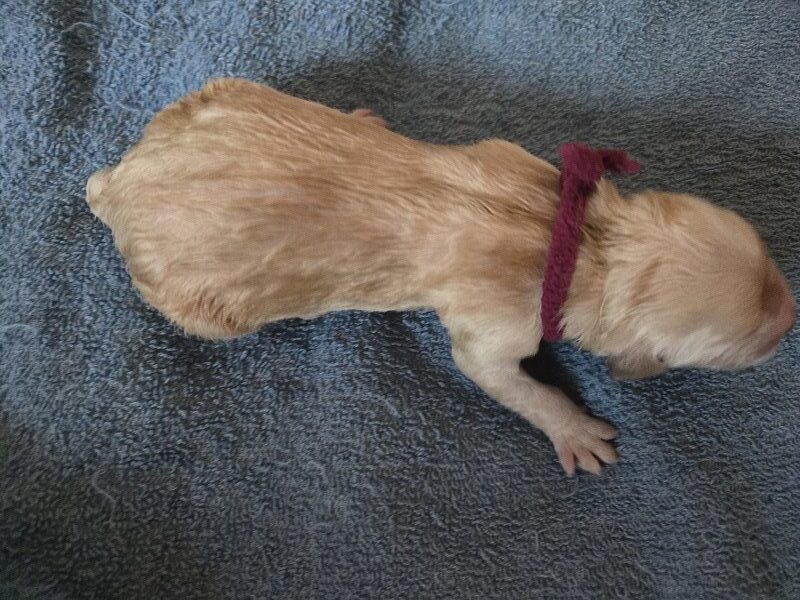 JASMINE PUPS BURGANDY BEST
