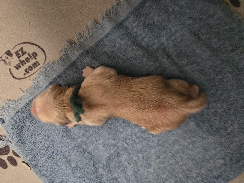 JASMINE PUPS HUNTER BEST