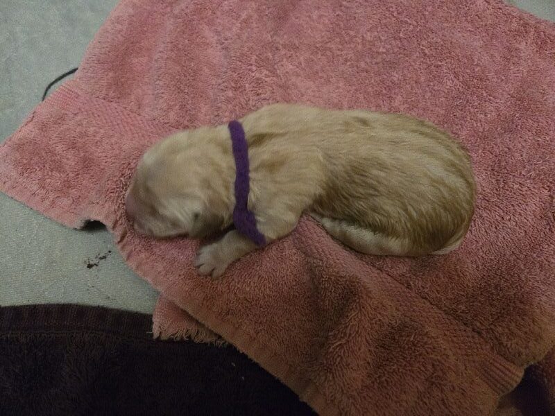 JASMINE PUPS PURPLE BEST
