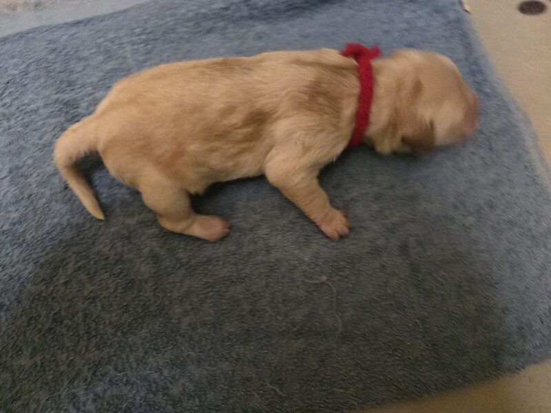 JASMINE PUPS RED BEST