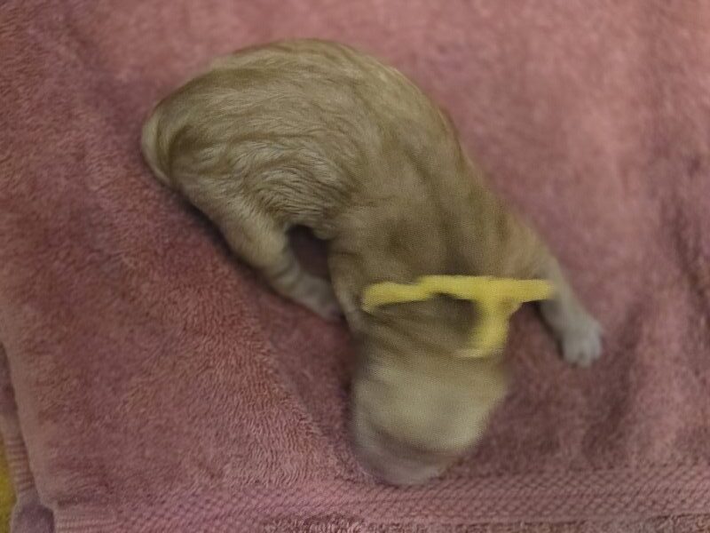 JASMINE PUPS YELLOW BEST