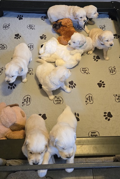 BELLA 3 WK GROUP BEST BELLA 3 WK GROUP BEST