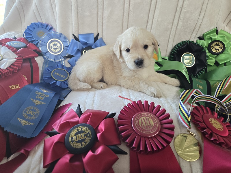 BELLA 4 WEEK GOLD BEST BELLA 4 WEEK GOLD BEST