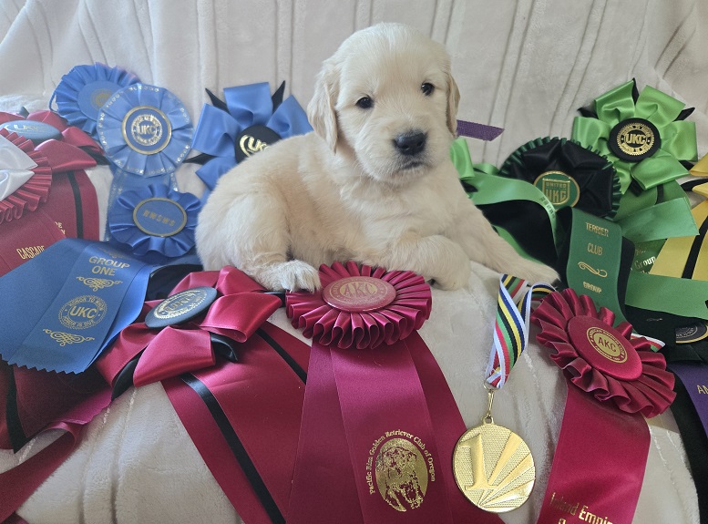 BELLA 4 WEEK PURPLE BEST BELLA 4 WEEK PURPLE BEST