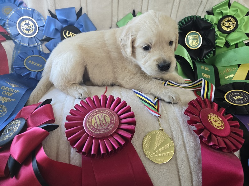 BELLA 4 WEEK ROSE BEST BELLA 4 WEEK ROSE BEST