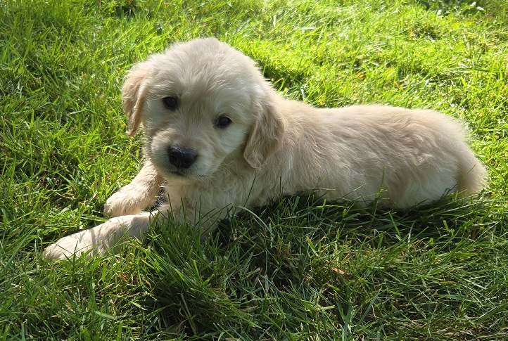 BELLA 6 WEEKS GOLD BEST BELLA 6 WEEKS GOLD BEST