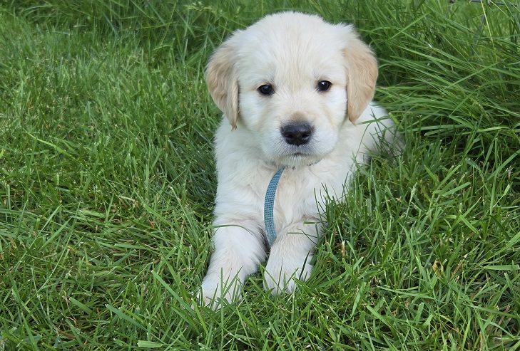 BELLA 6 WEEKS LT BLUE BEST BELLA 6 WEEKS LT BLUE BEST