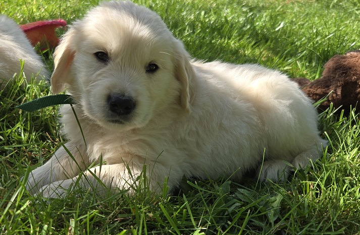 BELLA 6 WEEKS MOSSY BEST