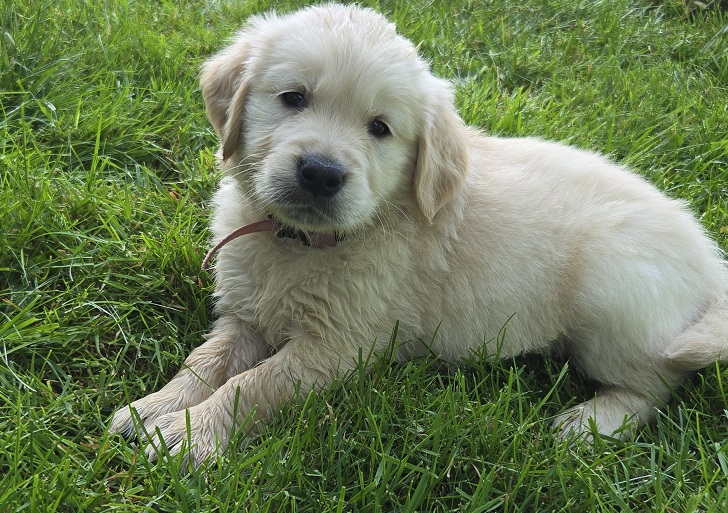 BELLA 6 WEEKS ROSE BEST BELLA 6 WEEKS ROSE BEST