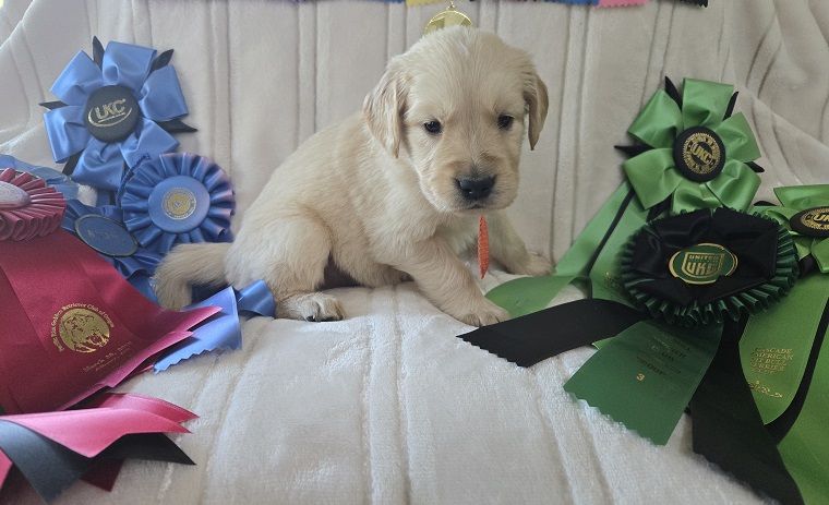 JASMINE 4 WEEKS ORANGE BEST