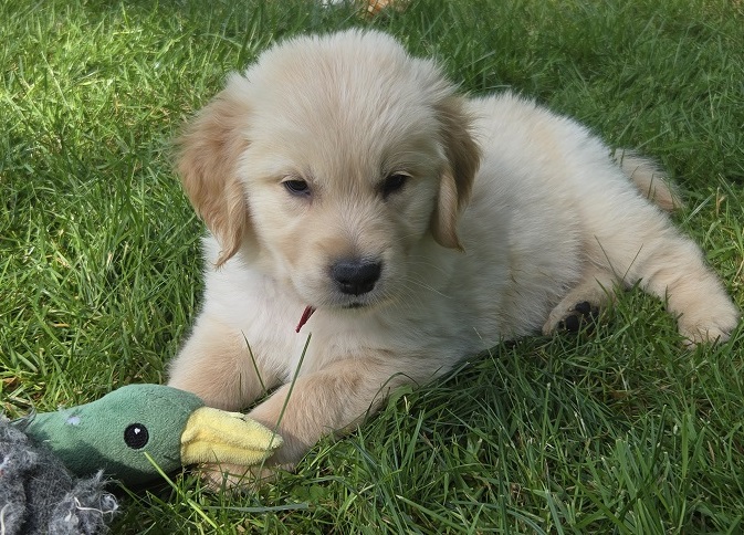 JASMINE 7 WEEK RED BEST