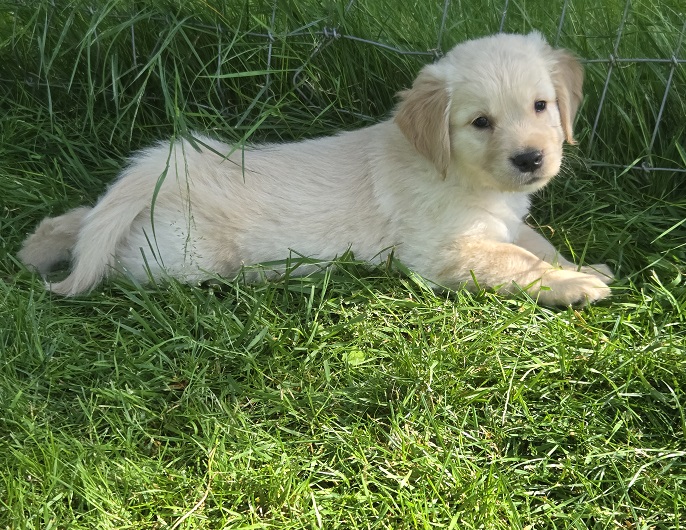 JASMINE 7 WEEK YELLOW BEST