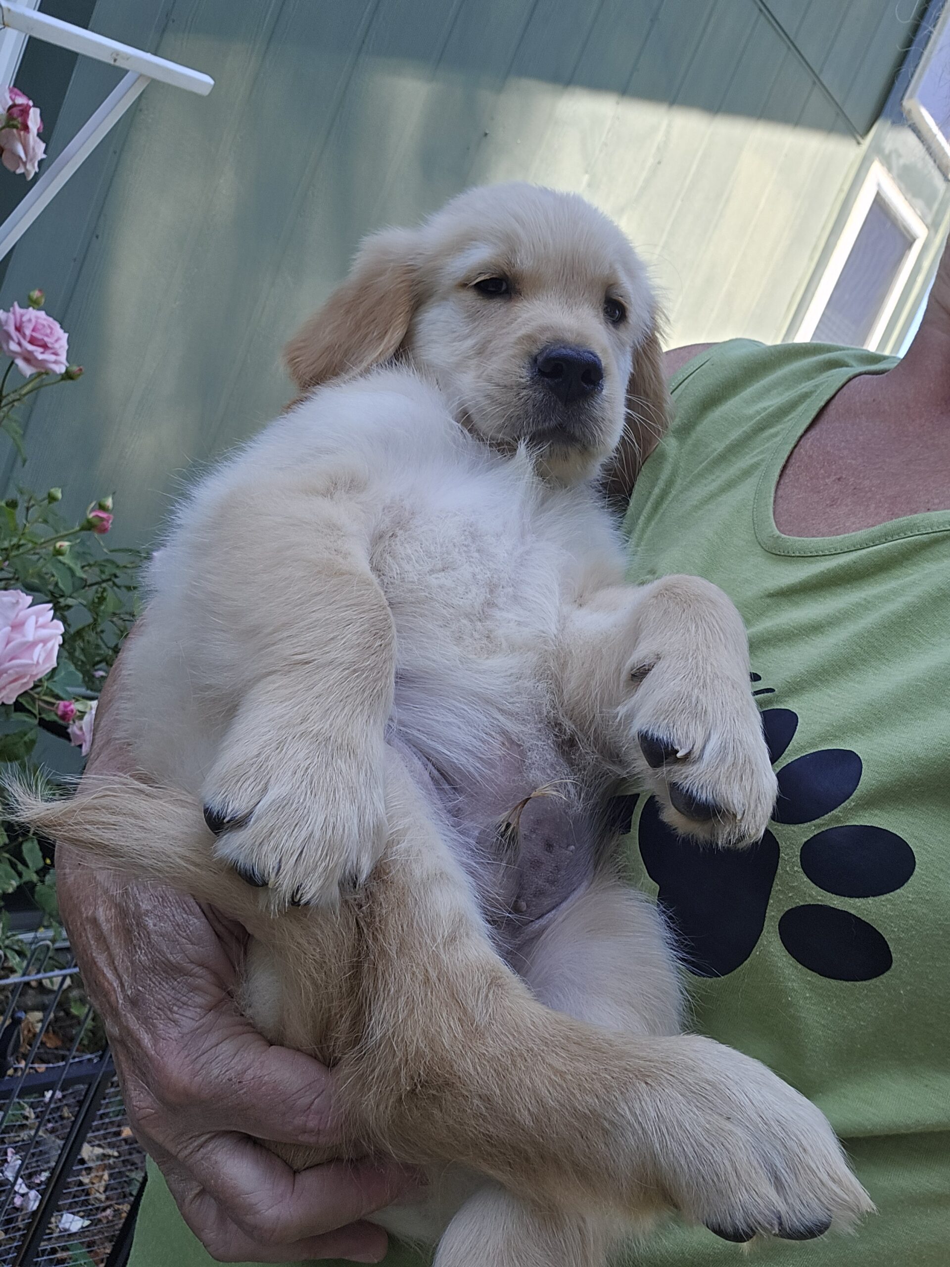 BLUE BOY 9 WEEKS (3)