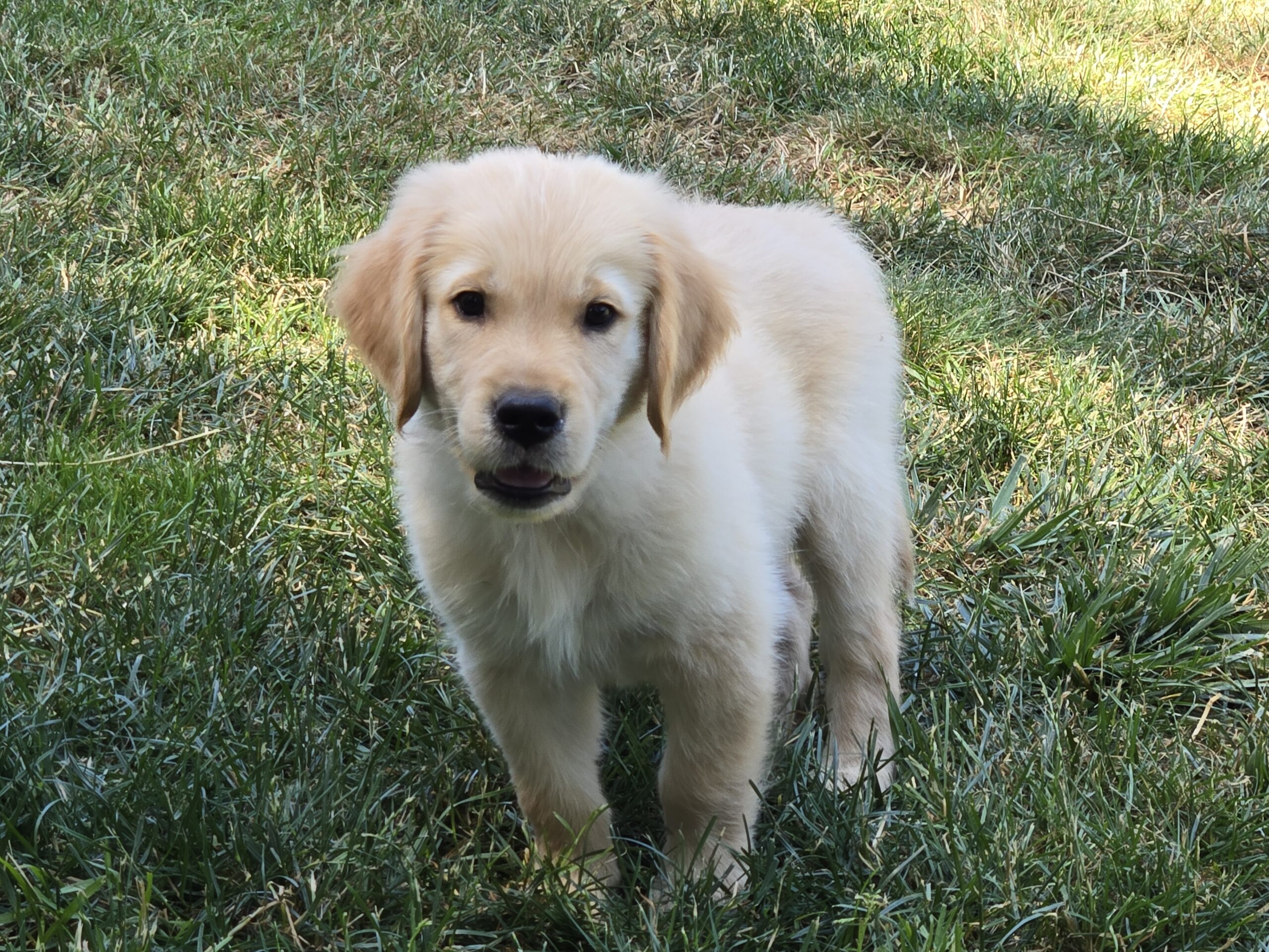 BLUE BOY 9 WEEKS GOOD