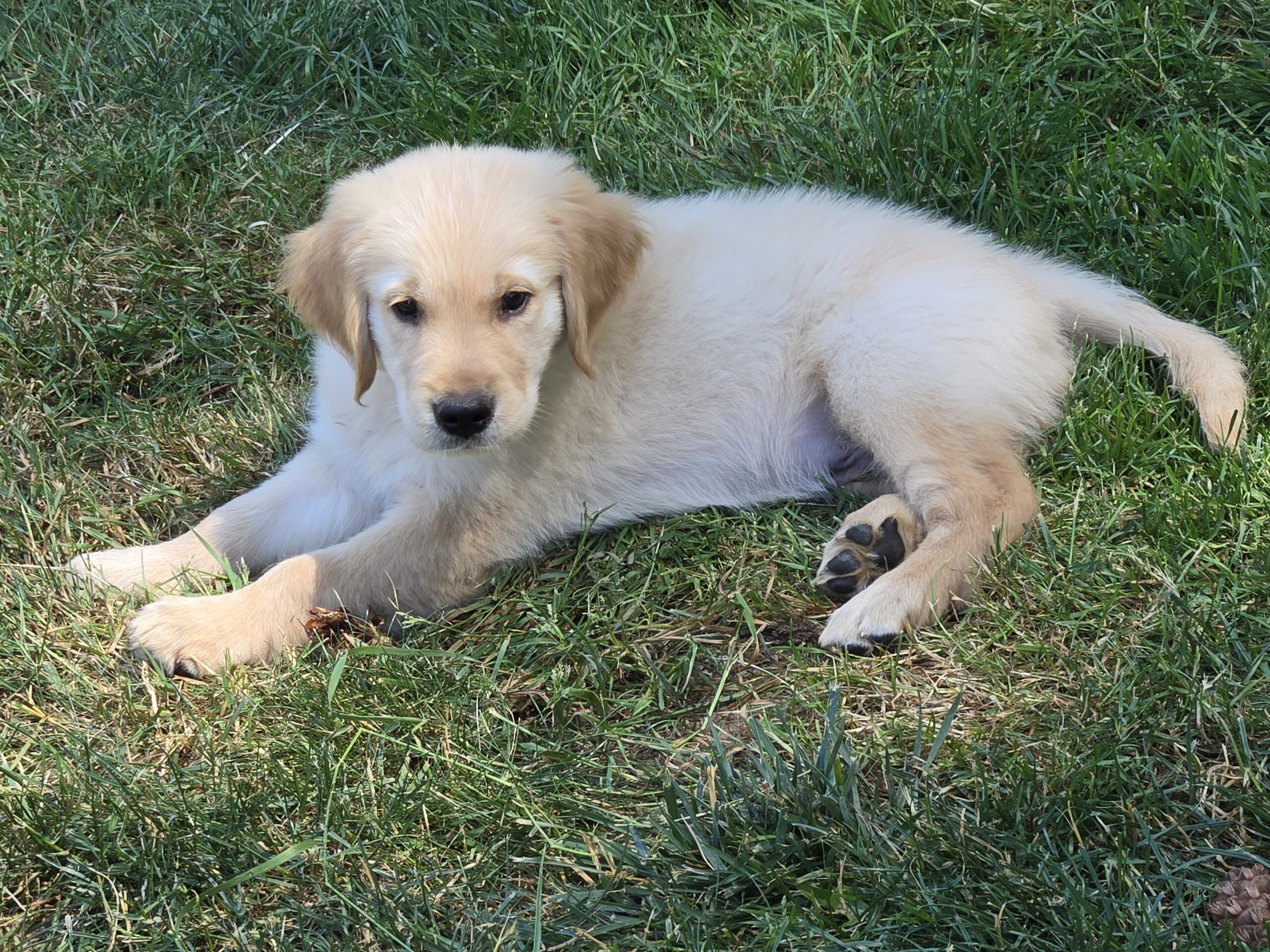 BLUE BOY 9 WEEKS NICE
