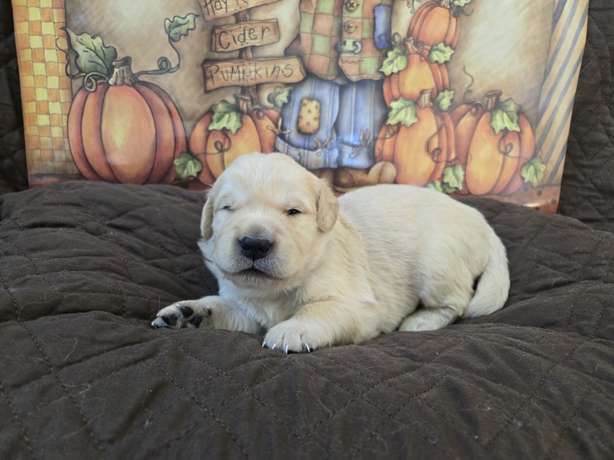 LAYLA 2 WK BLUE BEST LAYLA 2 WK BLUE BEST
