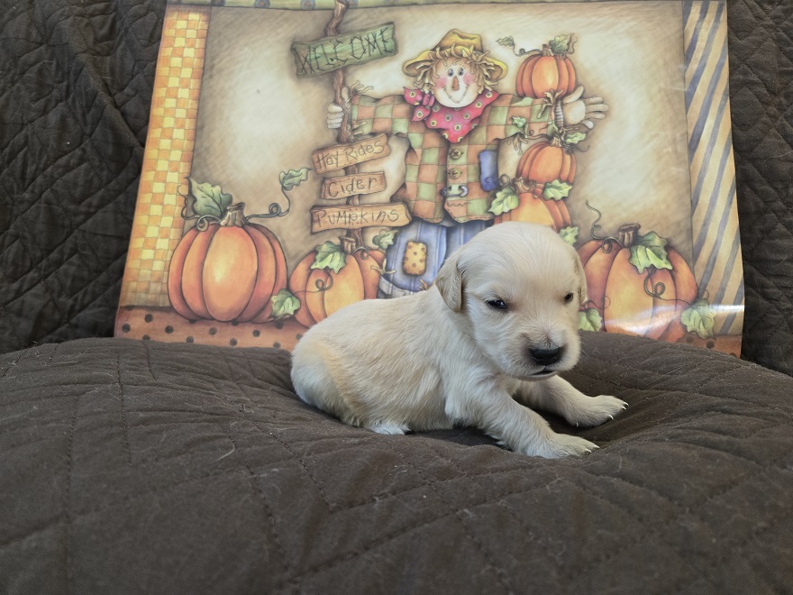 LAYLA 2 WK HUNTER BEST LAYLA 2 WK HUNTER BEST