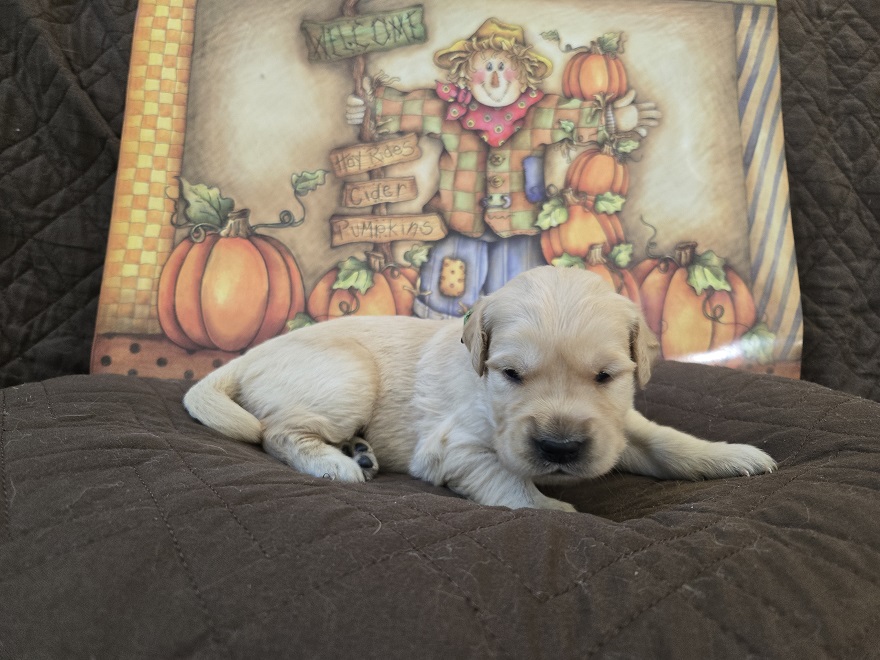 LAYLA 2 WK LIME BEST LAYLA 2 WK LIME BEST