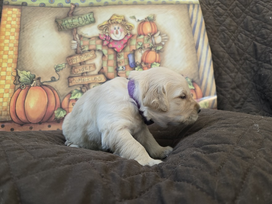 LAYLA 2 WK PURPLE BEST LAYLA 2 WK PURPLE BEST