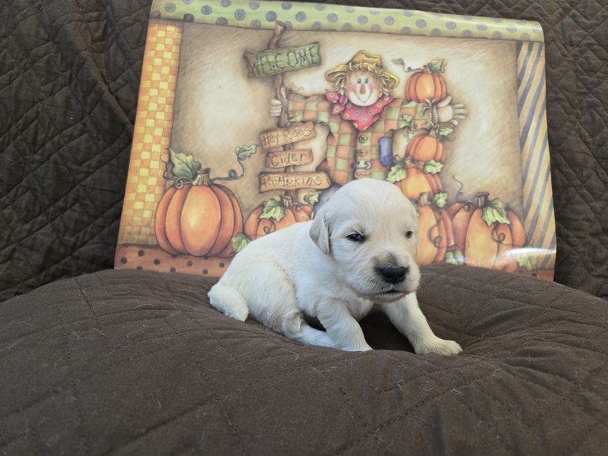 LAYLA 2 WK YELLOW BEST LAYLA 2 WK YELLOW BEST