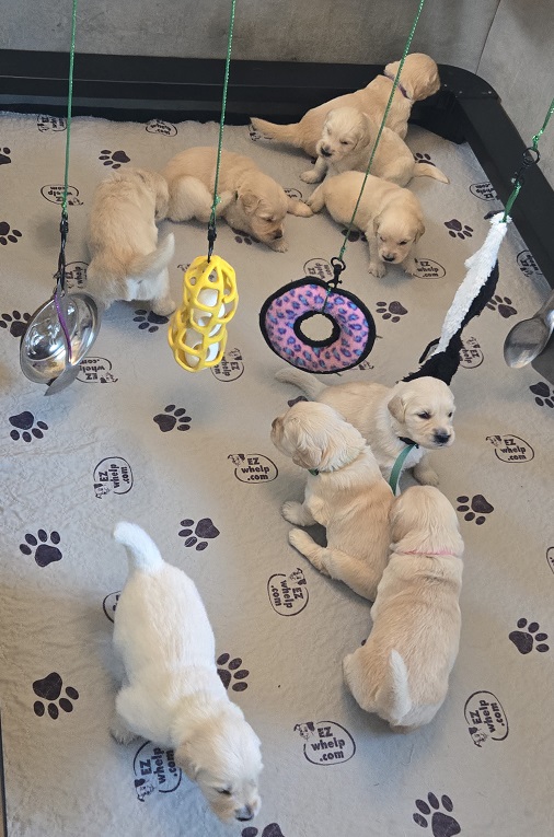 LAYLA 3.5 WEEK GROUP BEST 1 LAYLA 3.5 WEEK GROUP BEST 1