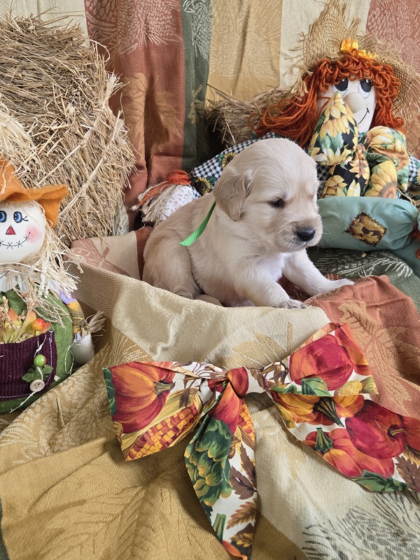 LAYLA 3.5 WEEK PUPS LIME BEST LAYLA 3.5 WEEK PUPS LIME BEST