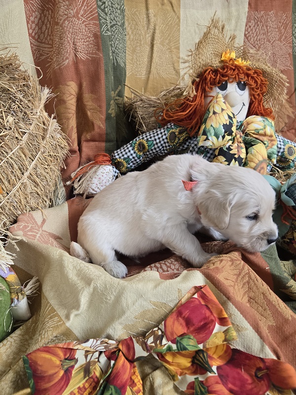 LAYLA 3.5 WEEK PUPS ORANGE BEST LAYLA 3.5 WEEK PUPS ORANGE BEST