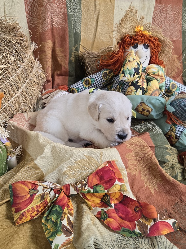 LAYLA 3.5 WEEK PUPS YELLOW BEST LAYLA 3.5 WEEK PUPS YELLOW BEST