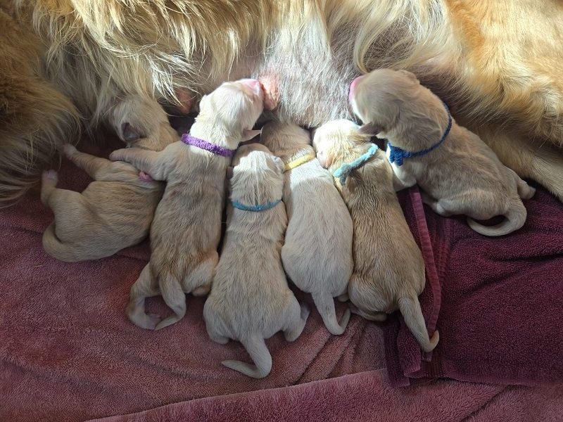 LAYLA DAY 1- 6 PUPS BEST LAYLA DAY 1- 6 PUPS BEST