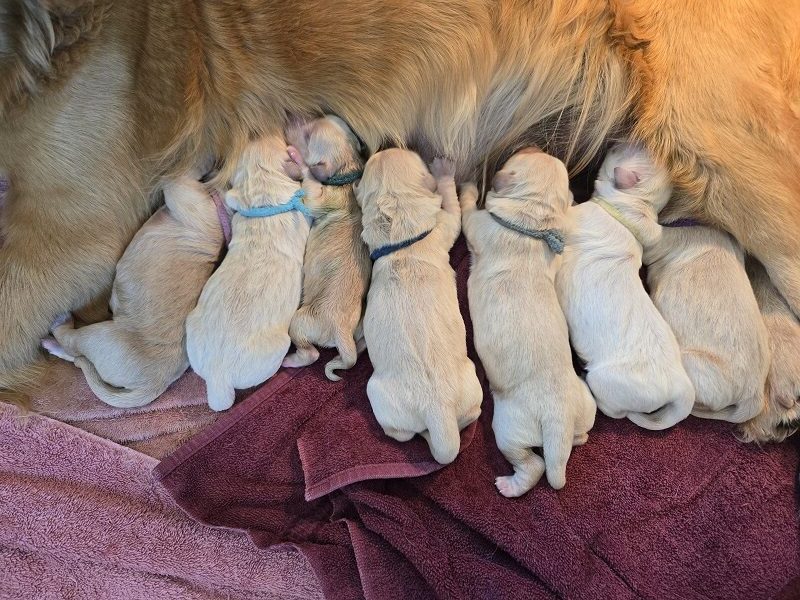 LAYLA DAY 1 - 7 PUPS BEST LAYLA DAY 1 - 7 PUPS BEST