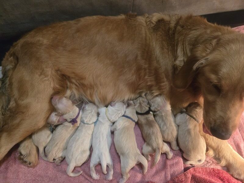 LAYLA DAY 1 - 8 PUPS BEST LAYLA DAY 1 - 8 PUPS BEST