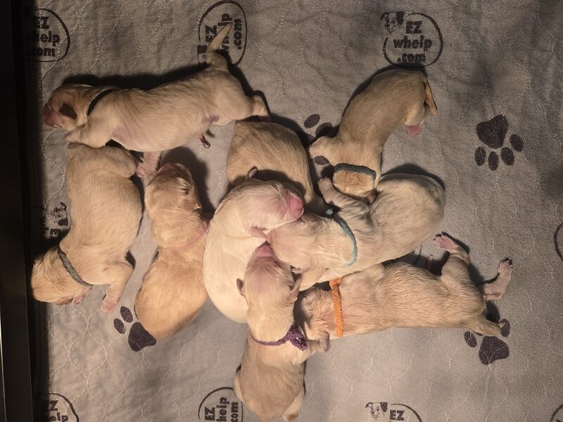 LAYLA DAY 1 -9 PUPS BEST LAYLA DAY 1 -9 PUPS BEST