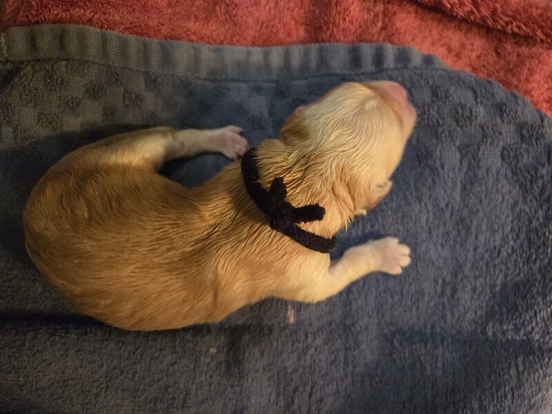 LAYLA DAY 1 BLACK BEST LAYLA DAY 1 BLACK BEST
