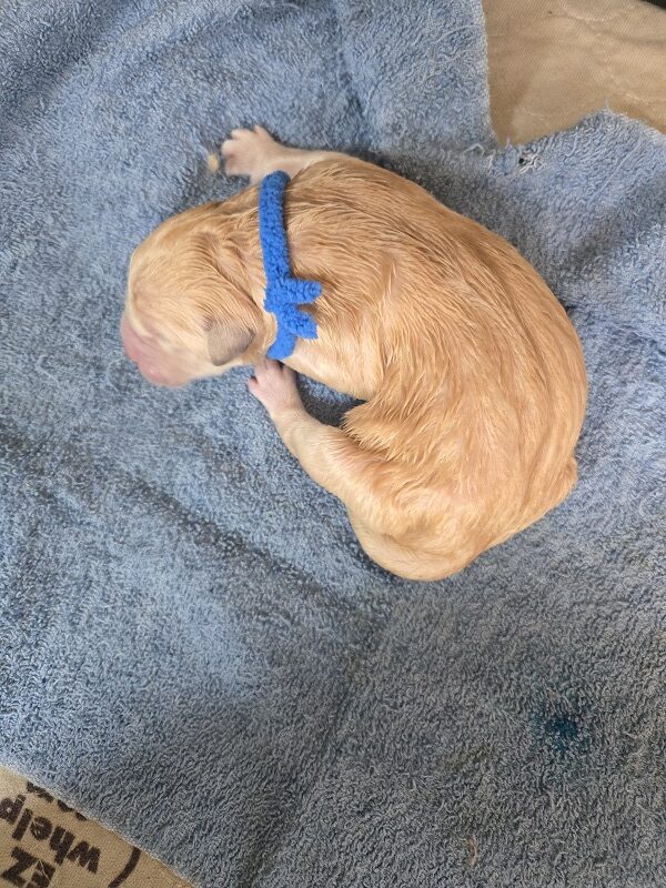 LAYLA DAY 1 BLUE (1) LAYLA DAY 1 BLUE (1)