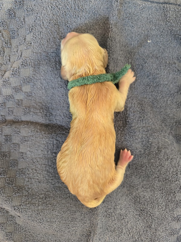 LAYLA DAY 1 - HUNTER BOY BEST LAYLA DAY 1 - HUNTER BOY BEST