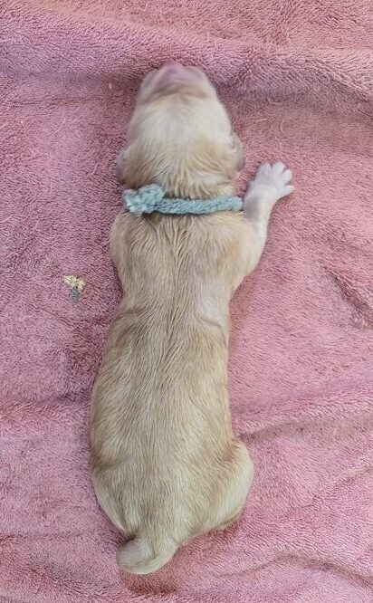 LAYLA DAY 1 LIME BEST LAYLA DAY 1 LIME BEST