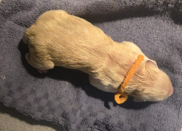 LAYLA DAY 1 ORANGE LAYLA DAY 1 ORANGE