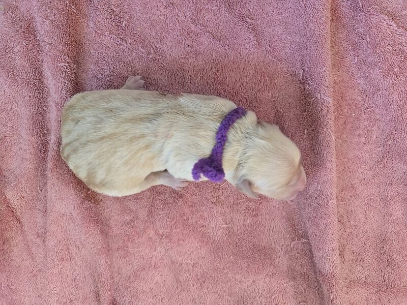 LAYLA DAY 1 PURPLE BEST LAYLA DAY 1 PURPLE BEST