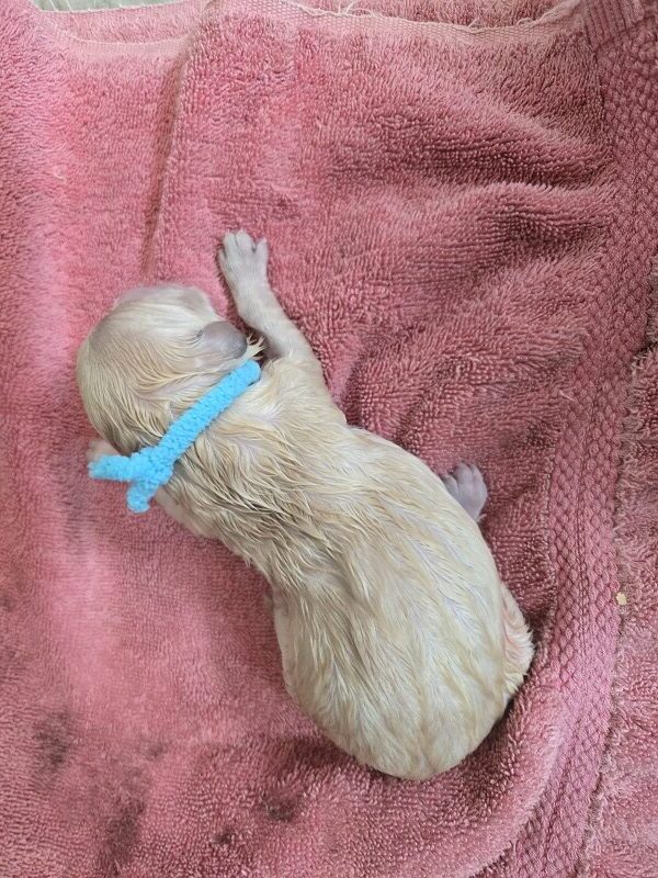 LAYLA DAY 1 TEAL BEST LAYLA DAY 1 TEAL BEST
