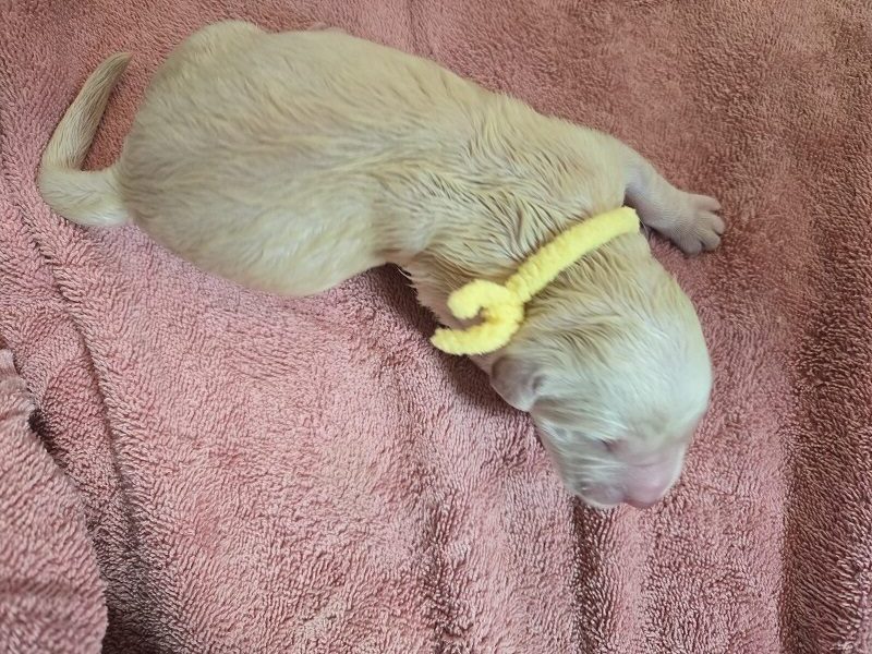 LAYLA DAY 1 YELLOW GIRL BEST LAYLA DAY 1 YELLOW GIRL BEST