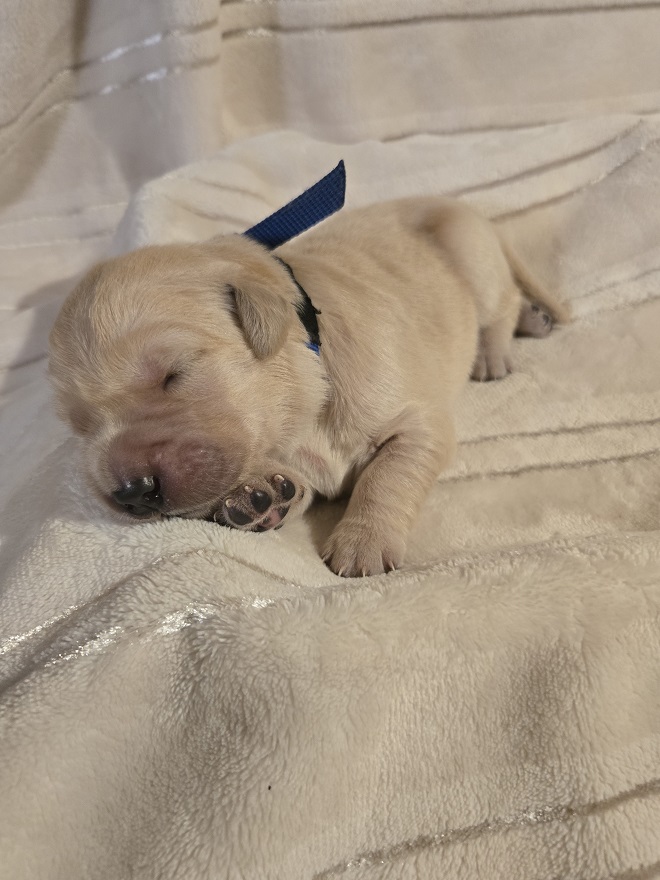 LAYLA PUPS WEEK 1 BLUE BEST LAYLA PUPS WEEK 1 BLUE BEST