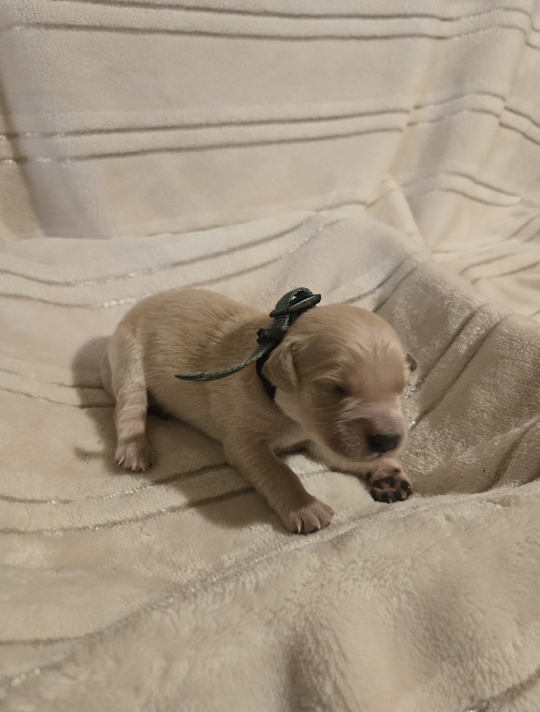 LAYLA PUPS WEEK 1 HUNTER BEST LAYLA PUPS WEEK 1 HUNTER BEST