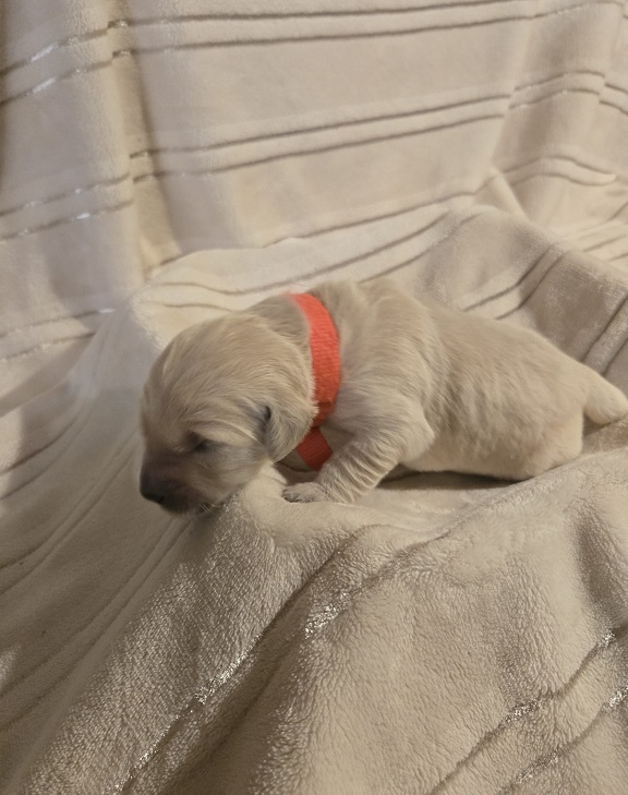 LAYLA PUPS WEEK 1 ORANGE BEST LAYLA PUPS WEEK 1 ORANGE BEST