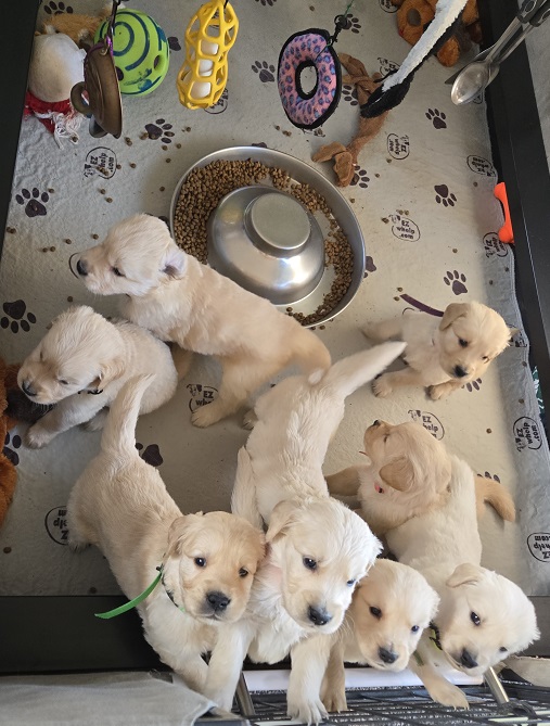 LAYLA 4 5 WEEKS BEST 2 LAYLA 4 5 WEEKS BEST 2