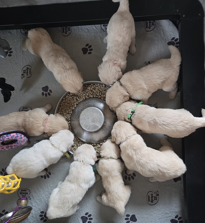 LAYLA WEEK 4 5 BEST 1 LAYLA WEEK 4 5 BEST 1